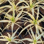 Juka nádherná (Yucca gloriosa) ´CITRUS TWIST´® - výška 10 cm ⌀15-25 cm, kont. C2L (-20°C)